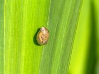 Kleine Schnecke auf Schilfblatt.